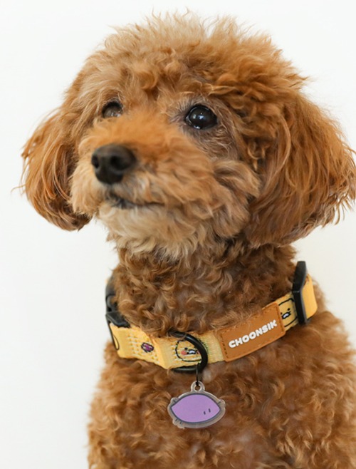 KAKAO CHOONSIK 犬用首輪 Dog Collar かわいい軽量丈夫